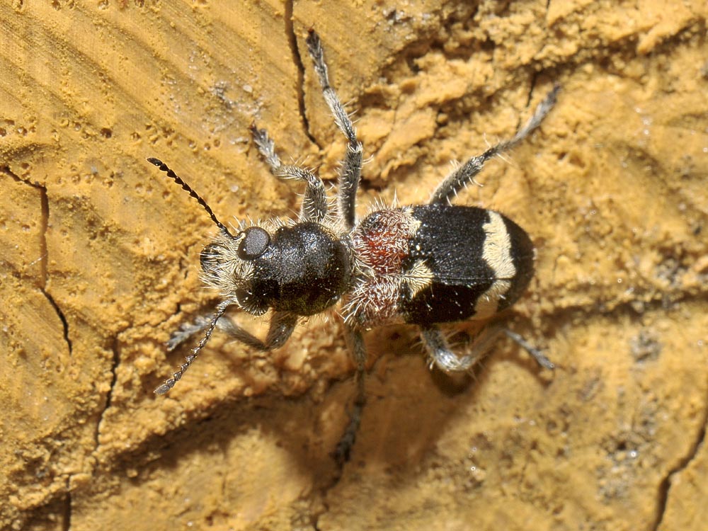 Clerus mutillarius